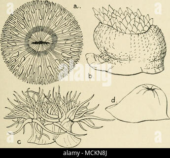 . Fig. 6.-La Sea-Anemones. Une Sagartia, bellis, l'anémone marguerite, vus du dessus lorsqu'il est complètement étendu. b, Bunodes crassicornis, moitié étendu ; vue de côté. c, Anthea cereus. Les tentacules sont de couleur vert pomme en couleur, de mauve, et ne peut pas être complètement rentrée. d, Actinia mesembryanthemum. Le disque de tentacules est complètement rétracté. Il s'agit du boîtier sea-anemone sur notre Côte Sud, et est généralement de couleur marron, mais souvent est repéré comme une fraise. Banque D'Images