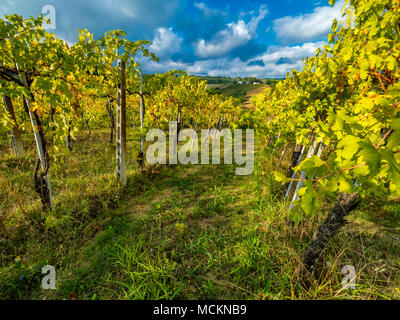 Les vignes dans la campagne de l'Ombrie, Italie Banque D'Images