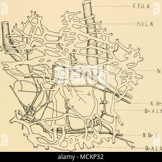 . N.FlIA. Br. A. Br. A.LN. F.Fil.A. Â ^^^-L-N. FiG. 21. Banque D'Images