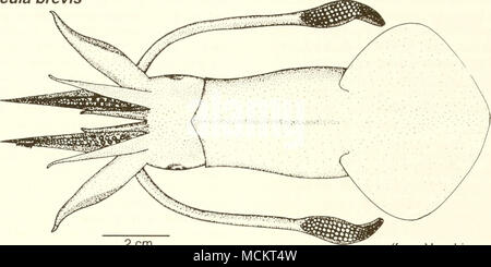 . 2 cm (de Vecchione et al. 1989) Nom commun : bay squid Nom scientifique : Lolliguncula brevis Autres noms communs : Atlantique bref squid (Turgeon et al. 1988), thumbstall squid (Andrews, 1981) ; bref, le calmar calmar court, moins le calmar (Bane et al. 1985) ; les calmars du golfe (1962) et composer Dillion ; calmar doigtier (français), calamar grot (Espagnol) (Fischer 1978). Classification (Turgeon et al. 1988) : Phylum Mollusca Classe : Ordre : Teuthoidea Cephalopoda Famille : Loliginidae commerciaux valeur : la baie squid a été négligé comme ressource de la pêche, principalement en raison de sa petite taille (Hixon, 1980b). Le l Banque D'Images