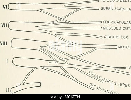 . JMUSCULO-SPIRALE EDIAN * ULNAIRE S^RES GRANDS 'fOOs Fig. 7.-diagramme du plexus brachial du chien. soigneusement par les muscles sur le côté de la verte- bral colonne où le cou et le thorax rencontrez jusqu'à ce que certaines de ces nerfs sont exposés, puis à partir de cette trace les autres membres du plexus. Afin d'exposer le plexus en détail un doit prendre grand soin de ne pas couper les petites branches, et devez disséquer lentement. Voici les branches terminales de chef le plexus. À partir de laquelle des nerfs spinaux ils sont dérivés on peut le constater, bien que l'arrangement du plexus varie s Banque D'Images