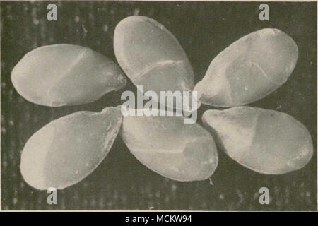 . Figure 21.-fissures dans le tégument de la graine de lin causée par une lésion dans battre par temps sec. D'autres maladies non parasitaires (chlorose)-un jaunissement ou la chlorose des jeunes plantes de lin est commune dans de nombreuses régions du Manitoba et de la Saskatchewan. Parfois, cette condition est due à un manque d'aération des sols gorgés d'eau. L'absence d'aération temporaire entraîne une carence en azote dans le sol. Lorsque se produit une chlorose dans les parties plus élevées de champs, ainsi que dans le bas, des zones humides, il peut être un signe de carence en fer. Cette déficience est induite par un excès de chaux dans le sol, ce qui rend le fer à repasser una Banque D'Images