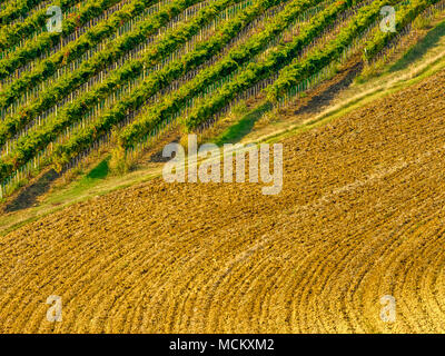 Les vignes dans la campagne de l'Ombrie, Italie Banque D'Images