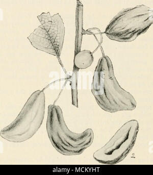 . Fig. 33.-Exoascuspruni. I, partie d'une branche malade de roulement ; 2. une prunes je malades^luin coupé en deux. Réduit. et très proches des nids des corbeaux dans l'aspect, bien que parfois beaucoup plus grand en taille. La formation de ces manches se déroule comme suit, selon Smith :- ' je trouve que d'un balai résulte d'un développement prolifique de petites brindilles sur une ou quelques régions enflées, noueux d'une branche. Chaque nœud central nous pouvons considérer que la position de l'oeuf qui n'a été infecté, et à partir de laquelle le système de balai a pris son origine. Comme l'un des résultats de l'attaque du champignon, le plus grand nombre Banque D'Images