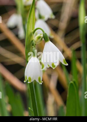 En gros plan des fleurs blanches et vertes de Leucojum aestivum 'Gravetye Giant' Banque D'Images