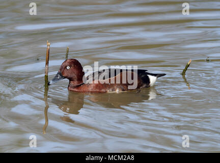 Fuligule nyroca - Aythya nyroca Homme Banque D'Images