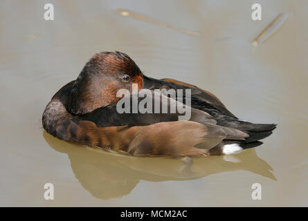 Fuligule nyroca - Aythya nyroca femme reposer sur l'eau Banque D'Images