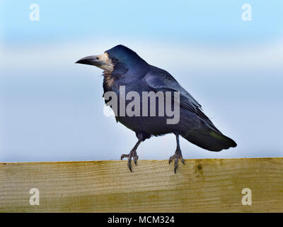 Corvus frugilegus Rook dans l'alimentation de la côte Est des Prairies Norfolk Banque D'Images