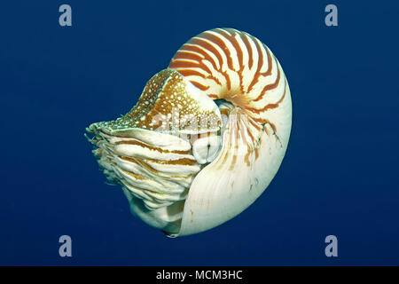 Nautilus Nautilus pompilius (commune), deep sea crature, Palau, Micronésie Banque D'Images