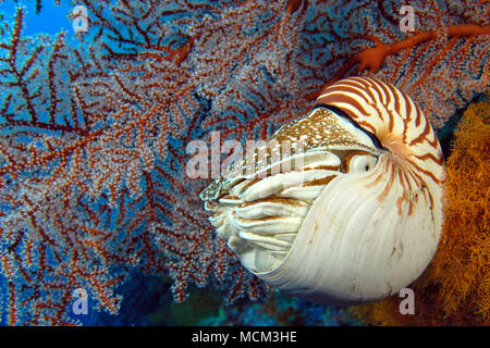 Nautilus Nautilus pompilius (commune) à coral reef, Palau, Micronésie Banque D'Images