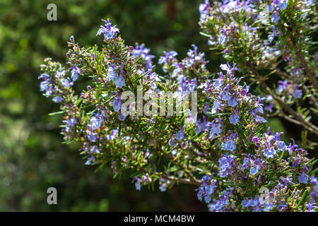 Rosemary plant bloom Banque D'Images