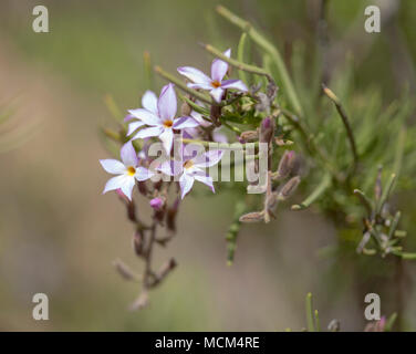 La flore de Gran Canaria - Campylanthus salsoloides, connu localement sous le nom de Rosemary, endémique de la mer les îles Banque D'Images