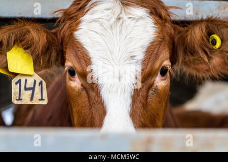 Red Cow standing dans le paddock dans farm à dans le châssis, close-up Banque D'Images