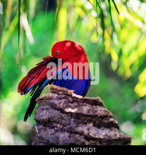 Perroquet eclectus rouge face à palm tree Banque D'Images