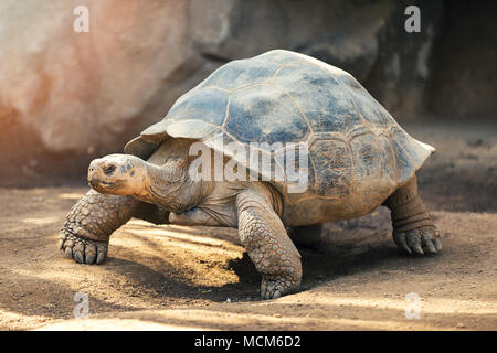 Galapagos tortue Banque D'Images