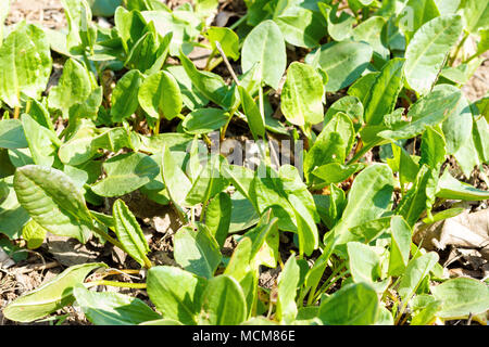 Bébé épinards biologiques sains poussant dans le jardin. Banque D'Images