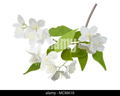 La saison de floraison. Arbre en fleurs avec de délicates fleurs blanches. Twig avec des boutons de fleurs. Illustration de Vecteur