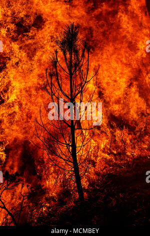 Maceda, Galice / Espagne - Oct 16 2017 : feu de forêt. Banque D'Images