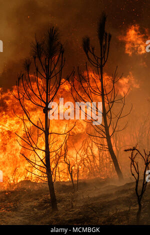 Maceda, Galice / Espagne - Oct 16 2017 : feu de forêt. Banque D'Images