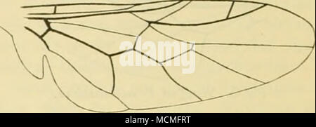 . Fig. 6. Aile de P. tarsalis. largeur de la tête. brillant noir avec une crête longitudinale médiane ; deux taches silvergray au-dessus de l'antenne. Longueur 3,5 à 4,5 mm. La larve est brunâtre ou brun grisâtre, plus ou moins deux indistincl, plus léger, les lignes longitudinales sur les faces dorsale et venlral surfaces. Ces lignes d'être plus important dans la chrysalide, la longueur de la larve est env. 8 mm. P. tarsalis semble aussi ralher rare ici, et c'aii seulement été produites, Charlottenlund, et sur Lolland Dyrehaven à Maribo (W. Schlick). La larve a été prise sous l'écorce et dans le bois en décomposition d'hêtres, de chênes et de pommiers Banque D'Images