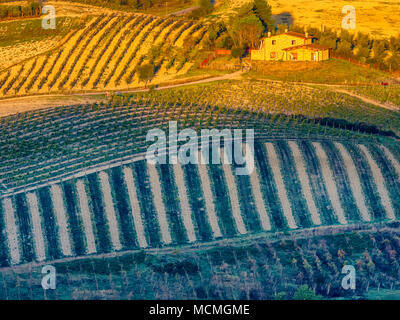 Les vignes dans la campagne de l'Ombrie, Italie Banque D'Images