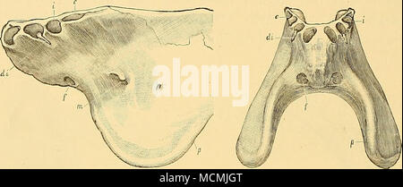 . Figure 39. .-mandibule ot Dinoceras mirahile, Marsh (No. 1251) ; vu de gauche.^ FiGDEE 40.-La même mâchoire ; vu de l'avant. c. de alveole. auterior caniue ; / foramen ; di. iucisor à feuilles caduques ; i. l'incisive de alveole ; rii. trou mentonnier ; p. processus de protection de Tusk. Les deux fiffureg sont un quart de la taille naturelle. Dans le genre Dinoceras, il y a trois incisives, et une petite incisiform sur chaque côté canin formant une série continue à l'avant de l'extrémité de la mâchoire inférieure. Ce sont toutes de taille moyenne, et bien incliné vers l'avant, comme dans le mammifères ruminants. Derrière cette série, et l'im Banque D'Images