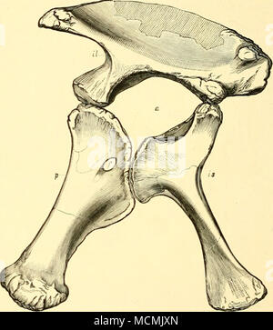 . Fig. 16.- Bassin d'Brontosaurun excelsus tbe ; vu de gauche. Un seizième grandeur nature. a, l'acétabulum ; /, foramen dans pubis ; £2, ilium ; w, l'ischion ; p, pubis. vant un qui répond à l'ischion. Le pubis est allongé et massif. Il envoie une forte escadre pour l'union avec l'ischion, et a en face de ce foramen habituelle. L'extrémité distale est élargi, et a sur la surface interne d'un aspect rugueux pour l'Union européenne avec ses collègues par du cartilage. L'ischion est plus mince que le pubis, et a son extrémité inférieure élargie dans symphysial l'union avec l'un de l'autre côté (PL XXIV, figs. 1 et la). Thi Banque D'Images