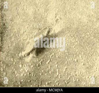 . Fin. 2. la dalle de grès de la rivière Connecticut : permettre aux empreintes de deux dinosaures sur une surface marquée par goutte d'impressions. Un dixième de la taille naturelle. Trias. Le Massachusetts. Lorsque les empreintes dans le Connecticut d'abord attiré l'attention de grès, en 1835, plusieurs de ces impressions si étroitement ressemblé à celles faites par les oiseaux qu'ils étaient de la première attribuée à cette classe, et pendant de nombreuses années, il n'était pas sérieusement contesté que les trois doigts d'impressions, même les plus gigantesques, étaient vraiment le pied- imprime d'oiseaux. La littérature sur ce sujet est très vaste, mais sa valeur Banque D'Images