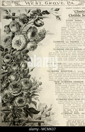 .  %-FO '^{:SDED 1850 IIAKDY IMBING.EC ROSES - suite. ^^ Escalade>m^ ^TjT Clotilde Soupert]- un rejeton de cette fameuse rose" ^^ Clotilde Soupert, cette belle, Hardy, everblooming climber est ex- cellente dans tous les sens. Il n'est plus vigoureux, et les petites plantes se ^atteindre une hauteur de 15 à 25 pieds en une seule saison, largement ramifié. Cluster cluster après avoir produit des plus grandes fleurs, finement formé, parfaitement ronde, double, avec de belles Thomas schonig indiqué pétales, la couleur de ce qui est de- lumineuses. La couleur est d'un blanc ivoire shad- ment vers le centre pour^^ d'argent-rose. CL Banque D'Images