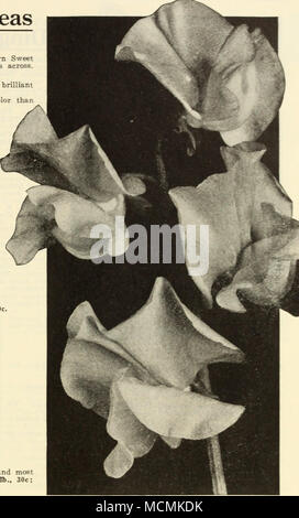 . Spencer lype les petits pois. Dingee Capucines brillant de hauteur ou l'Escalade Les Capucines Dingee's feuilles panachées-Fleurs de nombreuses couleurs vives, produit un charmant contraste avec les feuilles panachées. Pkt., 10c : oz, 25c. D'un papillon jaune citron clair, marqué sur les pétales inférieurs avec une tache de rouge terre cuite. Oz., 20c. Riches en grenat or jaune-orange, avec la base des pétales blotched grenat. Oz., 20c. Le roi des Noirs et brun rouge. Oz., 15c ; 14 lb., 50c. Spitfire-luminosité intense écarlate. Oz., 15c. Minuit-feuillage vert foncé. Flov.ers rouge brunâtre. Oz., 20c. Lumière du soleil - Beau jaune. Banque D'Images