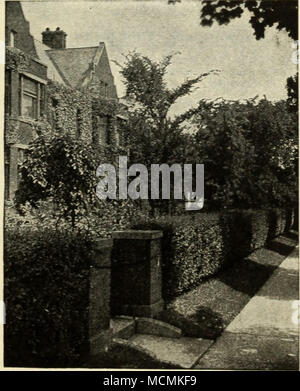 . L'érable japonais. Nouveau HARDY, EVERBLOOMING Hydrangea arborescens Sterilis Le nouveau Everblooming Hydrangea est constamment en fleurs du début juin jusqu'au gel, et est l'un des plus importants ajouts dans la façon d'arbustes rustiques. Grande porte des grappes de fleurs blanches, un peu comme l'appel d'hortensias en taille et forme. Strong, -igorous, les plantes bien enracinées, 2.5c chaque ; 5 pour SI.00, des services ; les plus grands, les plantes cultivées au champ, avec plusieurs branches, de racines fines, 50c chaque ; 3 pour SI.00, par express. Épine-vinette Berberis Thunbergi â se développe 3 à 4 pieds de haut, petite, riche, parfaitement en forme de feuilles vertes, tournant en autu Banque D'Images