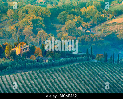 Les vignes dans la campagne de l'Ombrie, Italie Banque D'Images