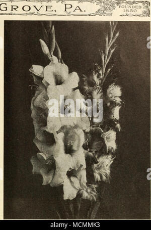 . La floraison d'été Dingee Gladioli parmi" les plus populaires de l'été, les bulbes et de grande valeur décorative, soit dans le jardin ou comme une fleur. Tous les bulbes envoyé par nous sont de première classe, sûr de la floraison. Ils devraient être plantés dans une position ensoleillée sur le Maj' 1. Glaïeul Kew, l'Amérique. La plus belle variété en culture. Chair molle-rose, légèrement teintées de lavande. Taille premiers bulbes, 15C, 4 pour chaque contrôleur, 9 pour ^1,00 ; deuxième taille, 8e. eacli, 75c. par douzaine. LEMOIXEI ou glaïeul papillon. Connu comme Orchid-floraison glaïeul. La pourpre, blanc, marron, rose, etc. 3 lor lOc, 12 Banque D'Images