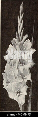 . Glaïeul Nord Dingee Summer-Flowering Gladioli parmi les plus populaires de l'été, les bulbes et de déco- rative de la valeur, que ce soit dans le jardin ou comme une fleur. AH bulbes envoyé par us sont de première classe, sûr de la floraison. Ils devraient être plantés dans une position ensoleillée d'environ peut l. Glaïeul nouveau, l'Amérique. La plus belle variété de produc- tion. Chair molle-rose, légèrement teintées de lavande. l5 cts. chacun, 4 pour 50 cts., 9 pour 31. Nouveau géant glaïeul. D'énormes fleurs. Les effets de couleurs sont tout simplement magnifiques. 6 cts. chacun, 5 pour 25 cts., 12 pour 50 cts. Lemoinei, ou glaïeul papillon. K Banque D'Images