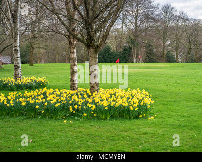 Les jonquilles en fleurs sur le parcours de golf de Conyngham Hall en Angleterre Nord Yorkshire Knaresborough Banque D'Images