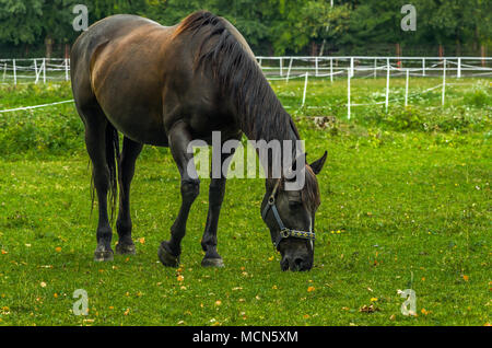 Brun foncé ou de couleur marron foncé sur un pâturage pâturage de chevaux, la masse du public, Zabrze, Silésie, Katowice, Pologne. Banque D'Images