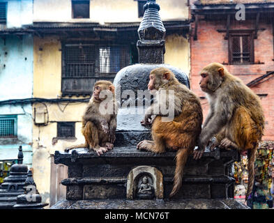 Monkey family dans ancien temple un jour de pluie , Katmandou, Népal Banque D'Images