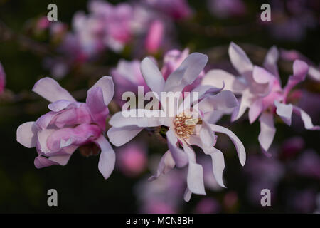 Douce rose fleurs magnolia rêve contre le ciel bleu Magnolia loebneri Leonard Messel fleurs roses close up Banque D'Images