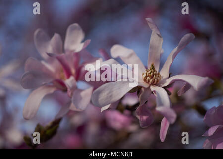 Douce rose fleurs magnolia rêve contre le ciel bleu Magnolia loebneri Leonard Messel fleurs roses close up Banque D'Images