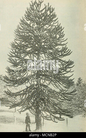 . Fig. 29. Arauearia imbrieata Pav., 12 m hoch. (Aus : Mitteilungen der deutschen Gesellschaft dendrologischen." Banque D'Images