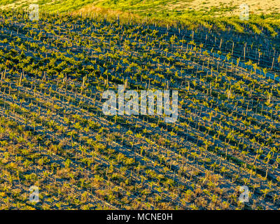 Les vignes dans la campagne de l'Ombrie, Italie Banque D'Images