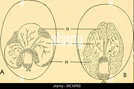 . Text-fig. 38. Argyropelecus aculeatus, vessie natatoire de (a) avec le réseau capillaire resorbent élargi et le gaz-glandes contracté, (b) avec le réseau capillaire et détendue le gaz-glandes élargie, en, réseau capillaire ; gg, gaz-gland. Iniomi Myctophoidea l'ordre, du sous-ordre des Myctophidae. L'resorbent surface de la vessie natatoire du poisson lanterne est un '' ovale comme que l'on retrouve dans diverses, macrourid gadidés et poissons à nageoires épineuses. Il s'agit d'une circulaire à paroi mince d'une partie de la vessie natatoire et est entouré par la circulaire radiale et fibres musculaires lisses, ayant une action antagoniste. Lorsque le fibres radiales Banque D'Images