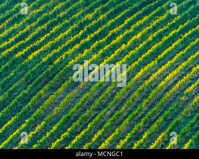 Les vignes dans la campagne de l'Ombrie, Italie Banque D'Images