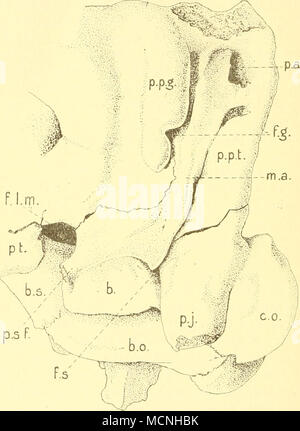 . Plaiensia jiiv Toxodon, Owen. (Aus dem Museum zu Kopenhagen), von der Seite und etwas von unten gesellen ; der obere Teil des ist Squamosum abgebrochen, b. Bulla, b.o. Basioccipitale ; h.s. Basi- sphenoid ; C.O. Condylus occipit. ; F.G. Pour postglenoideum ; f.l.m.. Pour lacerum. ant. ; F.S. Pour stylo.- mât. ; m.a. Meatus acust. ext. ; p.a. Porus acust. ext. ; p.j. Proc. paroccipit. ; p.p.g-, p.p.i. Proc. glenoideus posttymp post- nud. ; p.sf. Proc. styliformis ; pt. Dem Namen "ptérygoïde. processus styloïde" d'Owen (1840) und beschrieben und deutlich abgebildet ist auch auf sichtbar Taf. II et IV Banque D'Images
