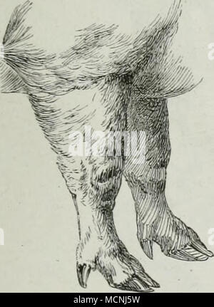 . Normaler Vorarm des Schweines. Fig. 84. Fig. 85. Banque D'Images