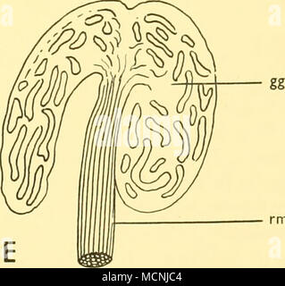 Texte . rm-fig. 7. Fat-investi de vessies natatoires Cyclothone microdon (a et b) et C. signata (c, d et e). (A et C, vue latérale ; D et E, vue ventrale.) bk, renflée, partie postérieure du rein ; gg, gaz-presse-étoupe, ft, acides gras de l'investissement de la vessie natatoire régressé ; mt, l'intestin ; oy, ovaire ; PV, l'origine de nageoires pelviennes ; rm, rete mirabile ; rsb, vessie natatoire régressé ; st, l'estomac, (a, x 13-5 ; B. x 37-5 ; c. xi8"9 ; d, xi8-9 ; e, x 30.) 3 DM Banque D'Images