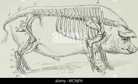 . Skelet des Schweines. Fig. 8. Banque D'Images