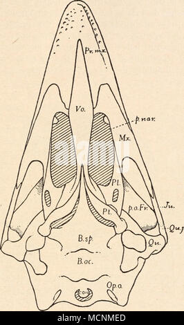 . Fig. 535. Des Unterseite Schädels eines émeus (Dromaeus). (Nach H. F. Osborn, 1912.) B.oc. Basioccipitale. p. 0 Fr.  = Processus Frontalis orbitalis B.sp.  = Basisphenoid. p. nar.  = Choane. con.  = Condylus occipital (dahinter Pr. mx. Praemaxillare. das Foramen magnum). Pt.  = ptérygoïde. Ju. - Jugale. Qu.  = Quadratum. Mx.  = Supramaxillare. Quj.  = quadratojugale. Op.o.  = Opisthoticum. Vo. Vomer  =. PI.  = Palatinum. z. B. bei den Straußen (Struthio, ebenso aber auch bei Rhea) und bei der Schädelknochen Biegungsmöglichkeit Apteryx die sehr gering. Abel, Stämme der Wirbeltiere. 44 Banque D'Images