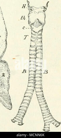 . Fi 180 et suivants. Fig. 179. Sur une jambe von Lemur macaco. 7 trachée bronches" ; B ; m und 0 Rechts und links zwei arteriae pulmonales ; n und rechts 4 / 3 liens, venae pulmonales ; /, 2, j'oberer, mittlerer und unterer Lappen ; ?" Infrakardiallappen. ' I 8h Fig. 180. Trachée bronches und von Pedetes caffer, nach Carus und Otto. LI arc hyoïdien ; fk Thyreoid ; c ; r Cricoïde trachée bronches, BB. Banque D'Images