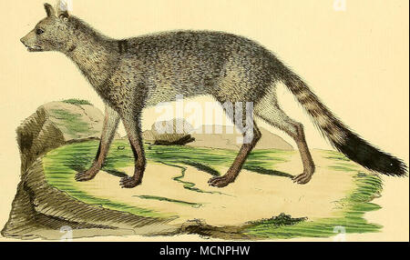 . Canis xVzarae lcMhm Neiiw yl J'^tii aJ âtU. &Lt ;/.â /.,-f Banque D'Images